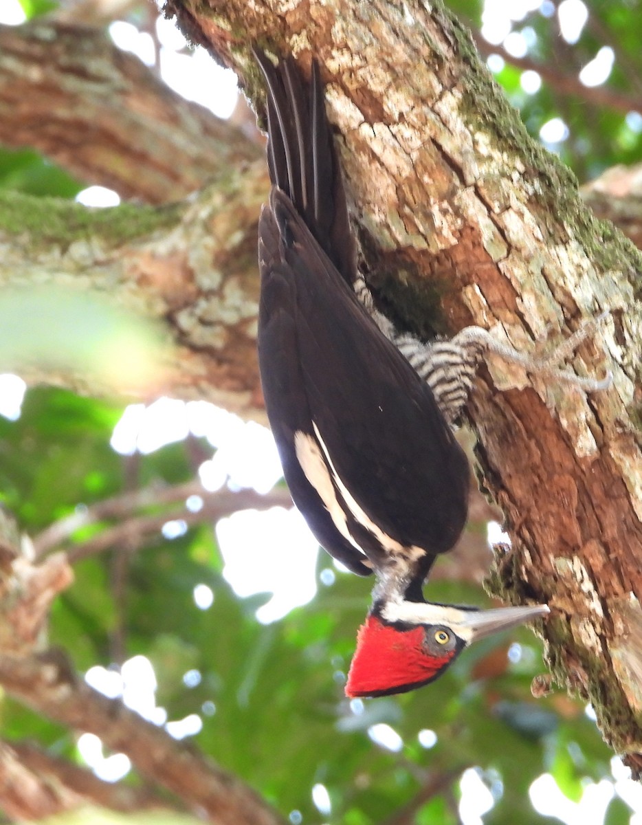 Crimson-crested Woodpecker - Lauri Taylor