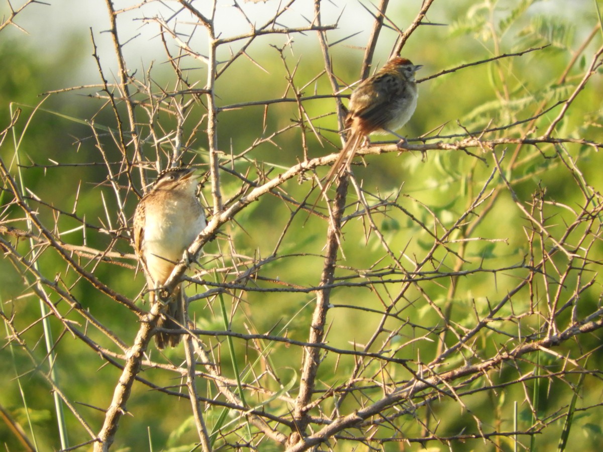Chotoy Spinetail - Silvia Enggist