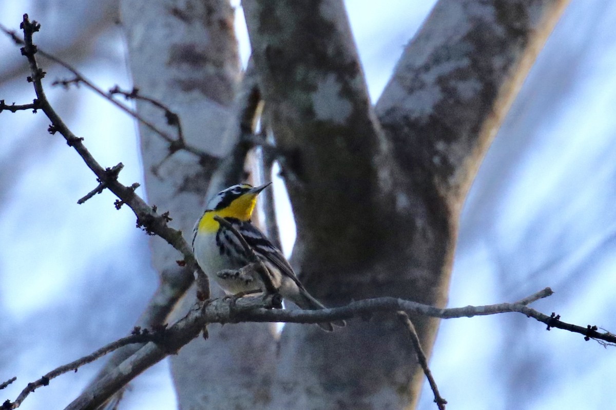 Yellow-throated Warbler - Andy Sanford