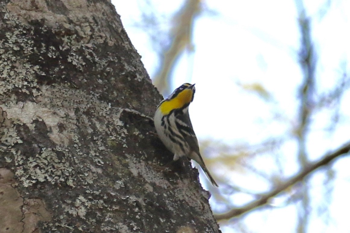 Yellow-throated Warbler - ML139334591