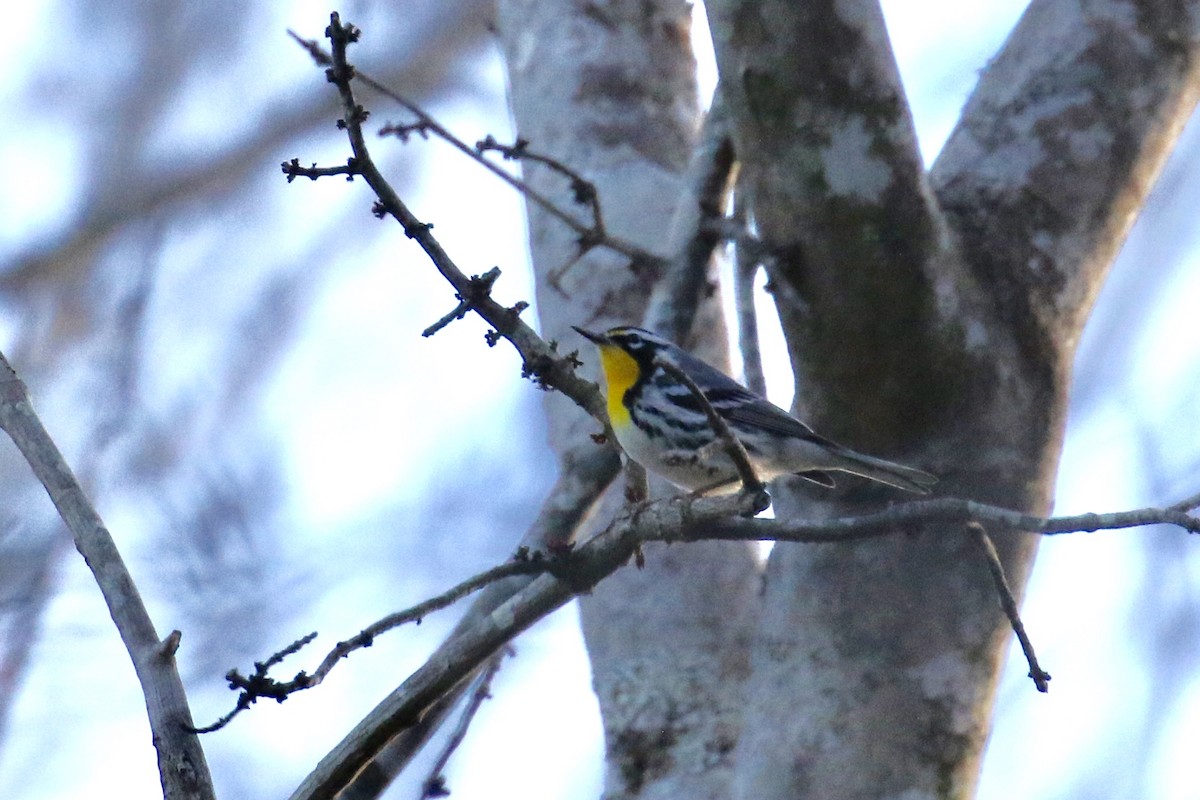 Yellow-throated Warbler - ML139334631