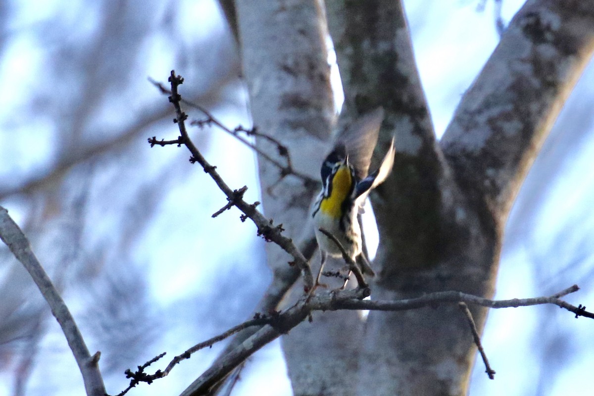 Yellow-throated Warbler - ML139334651