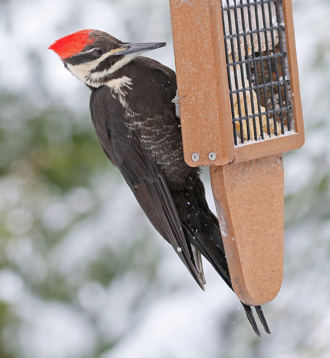 Pileated Woodpecker - ML139334851