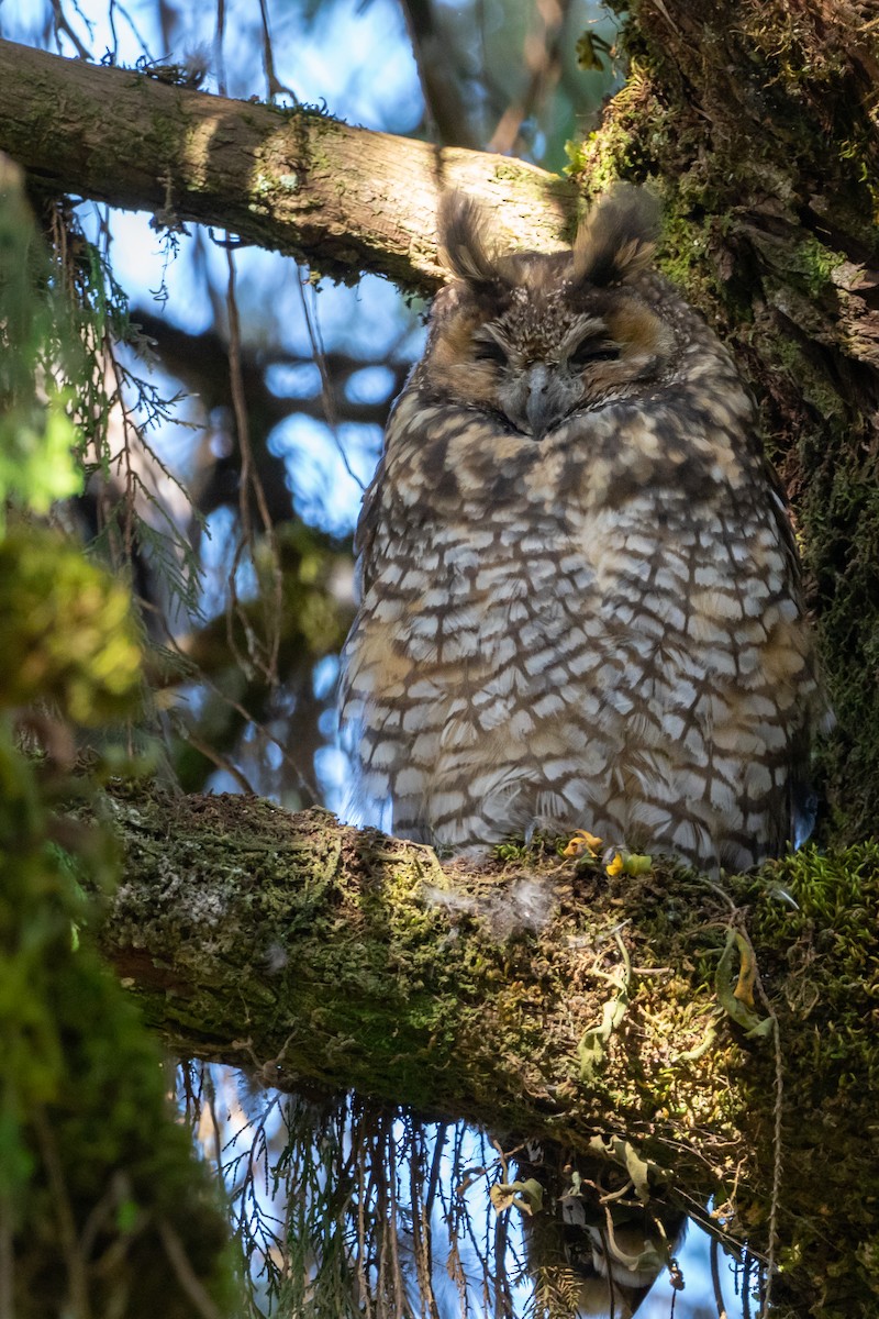 Abyssinian Owl - Phil Chaon