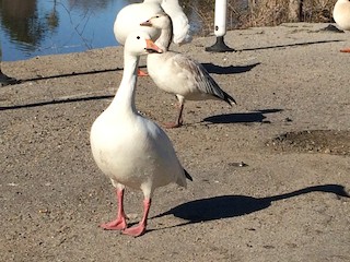 Snow Goose, ML139340511