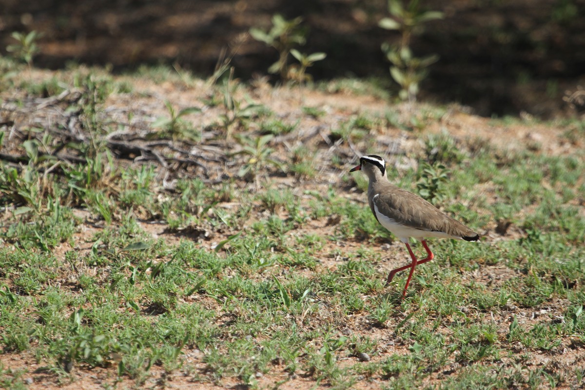 Crowned Lapwing - Will Sweet