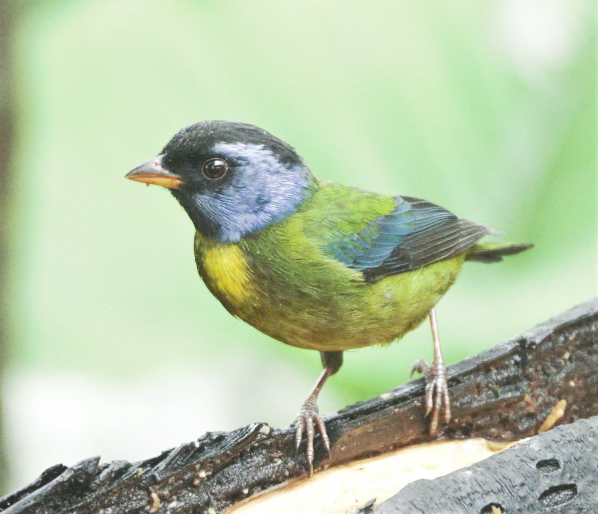 Moss-backed Tanager - Sue Riffe