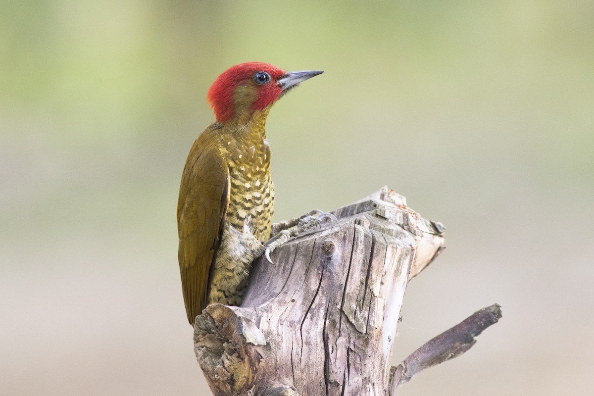 Rufous-winged Woodpecker - ML139343821