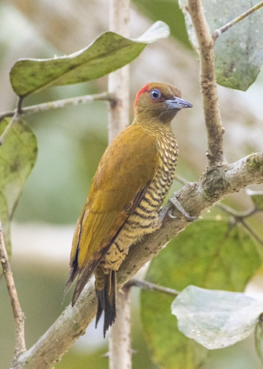 Rufous-winged Woodpecker - ML139343851