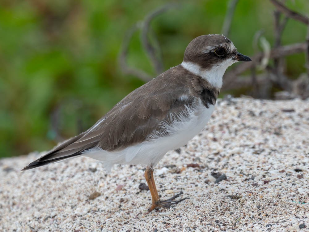 Semipalmated Plover - ML139345201