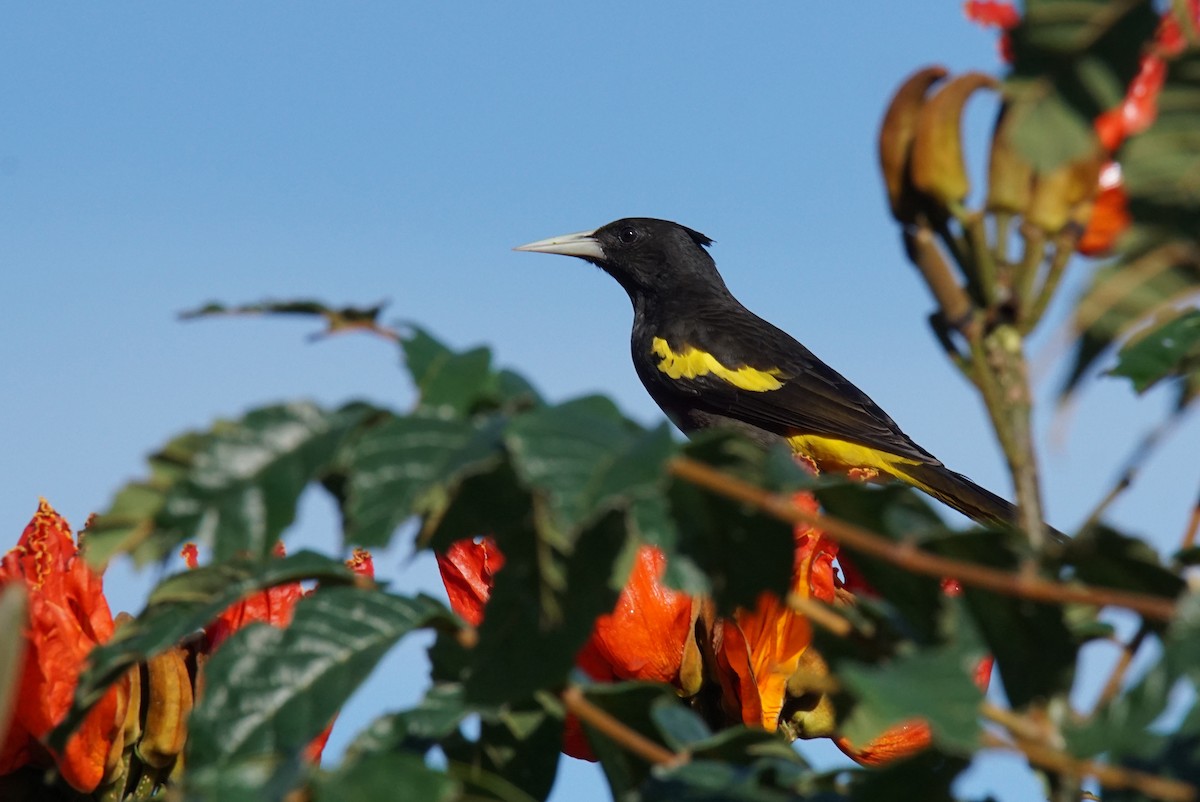 Yellow-winged Cacique - ML139346531