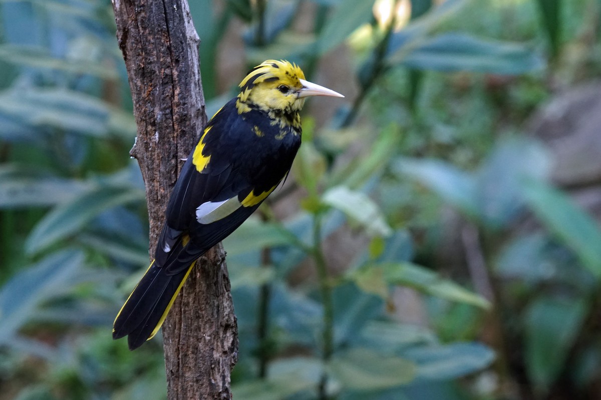 Yellow-winged Cacique - ML139346541