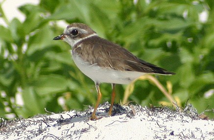 Semipalmated Plover - ML139347801