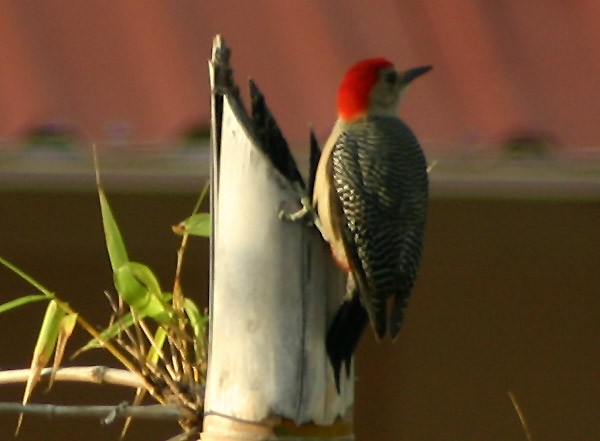 Golden-fronted Woodpecker - ML139348081