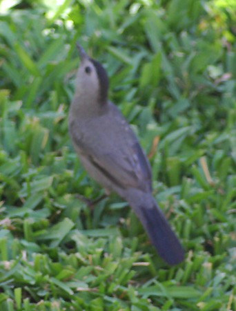 Gray Catbird - ML139348121