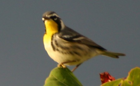 Yellow-throated Warbler - ML139348501