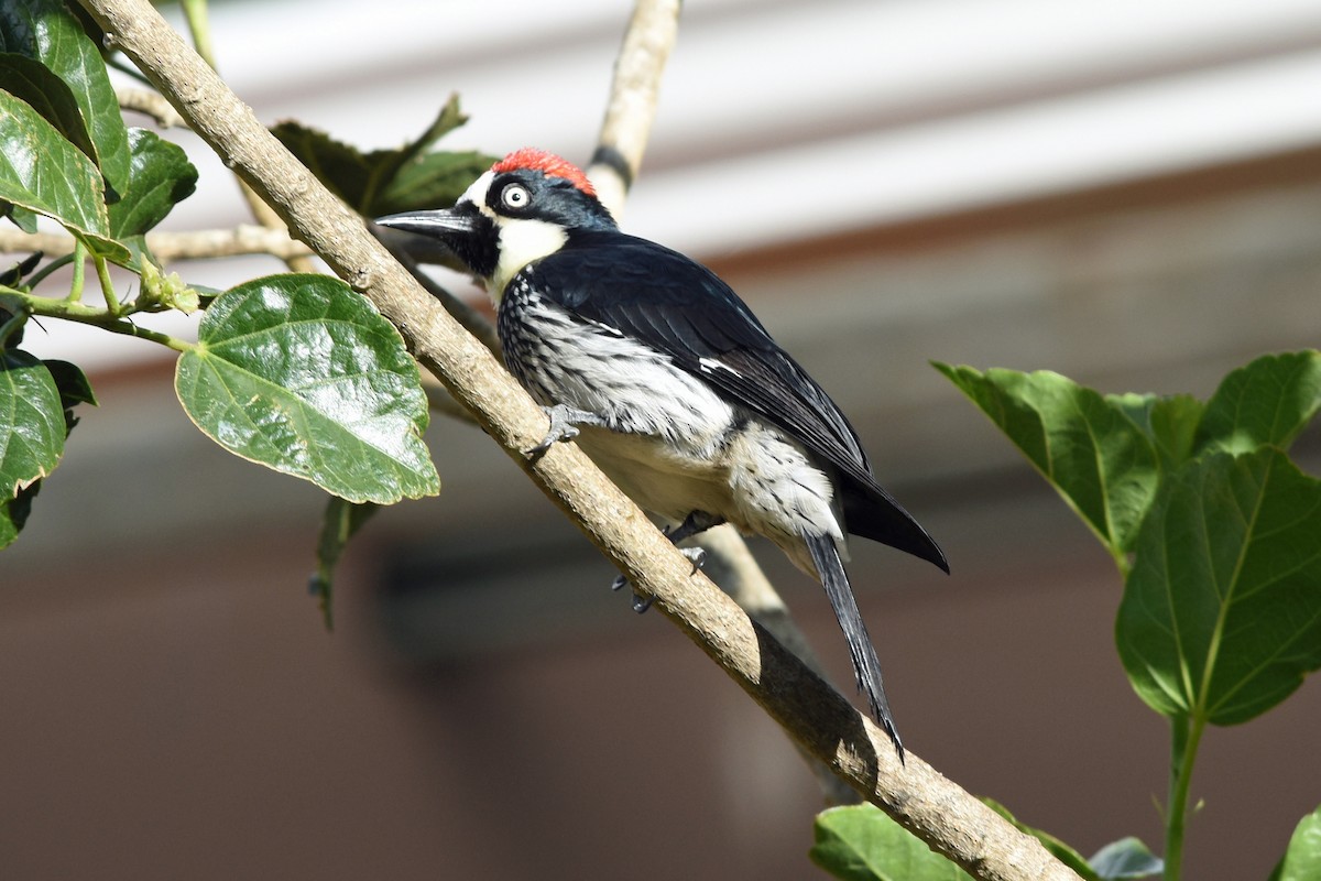 Acorn Woodpecker - ML139348701
