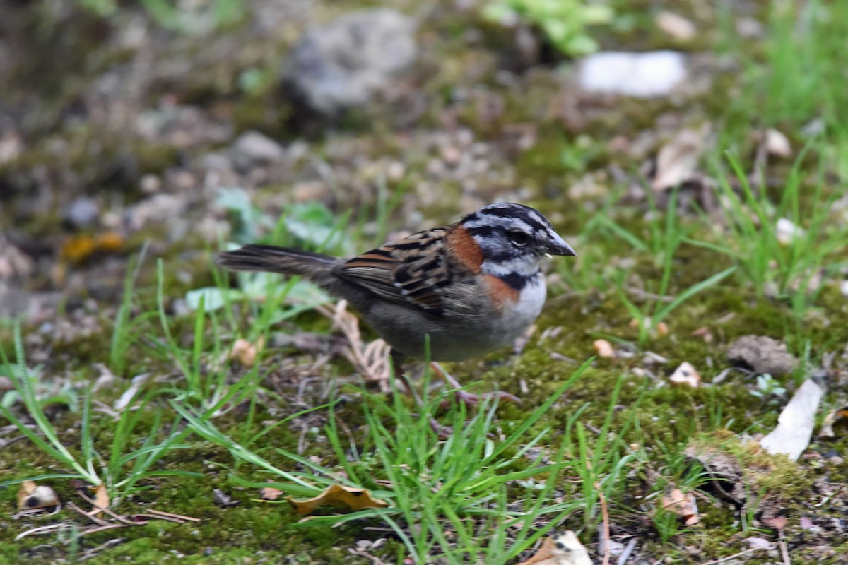 Rufous-collared Sparrow - Charles Shaffer