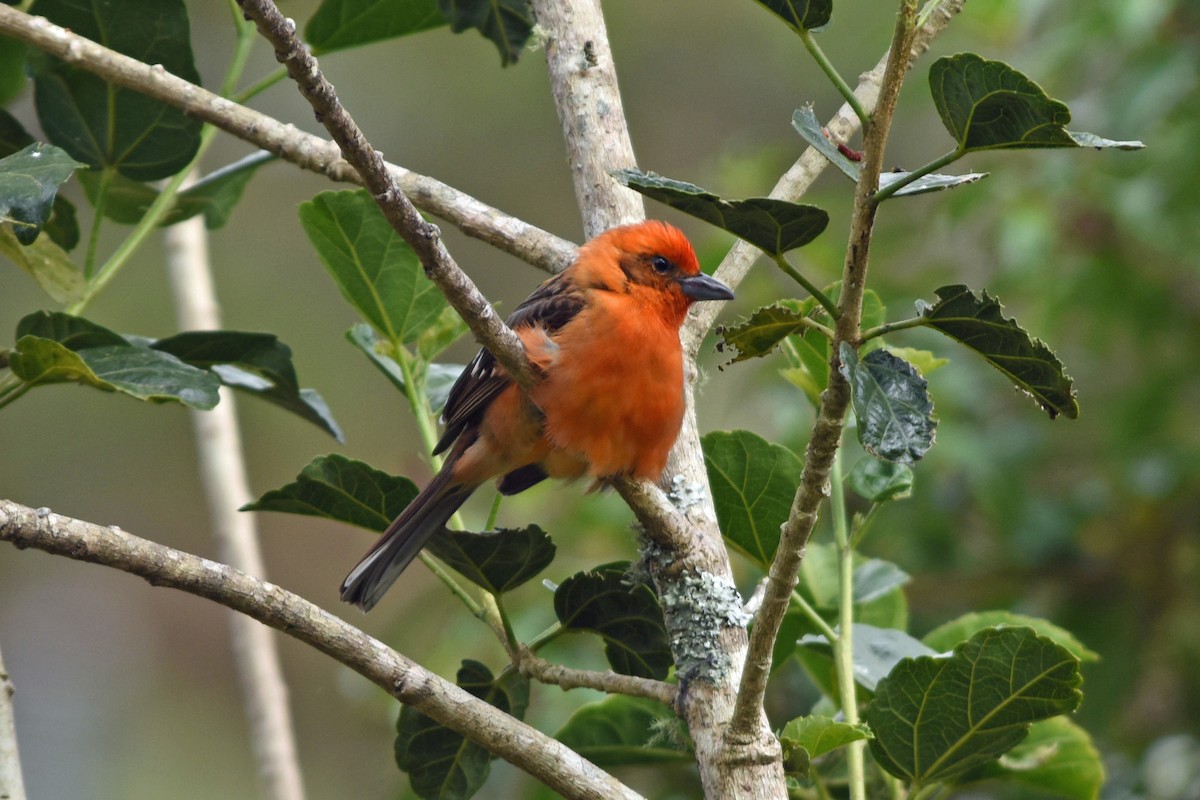 Flame-colored Tanager - Charles Shaffer