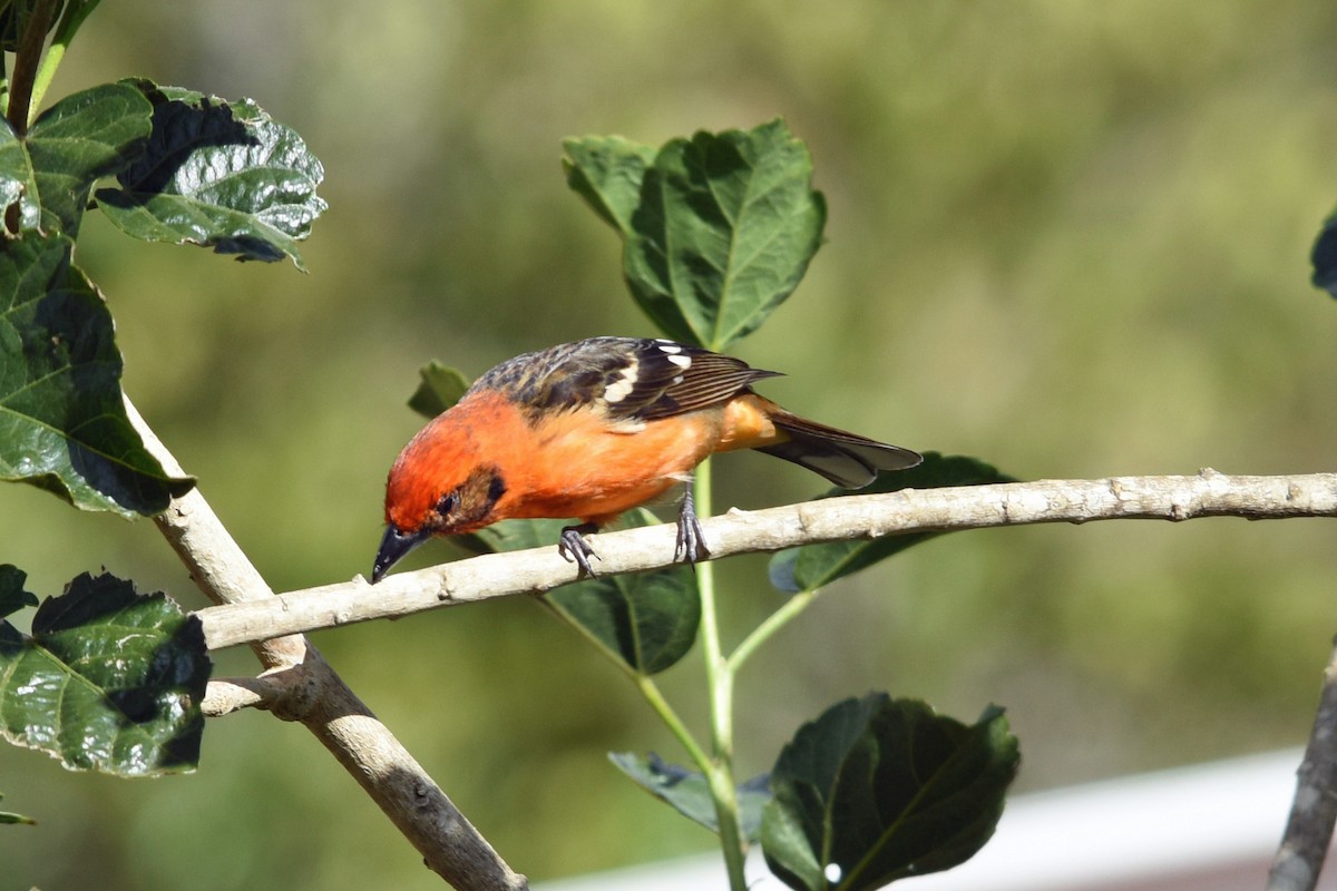 Flame-colored Tanager - ML139349261