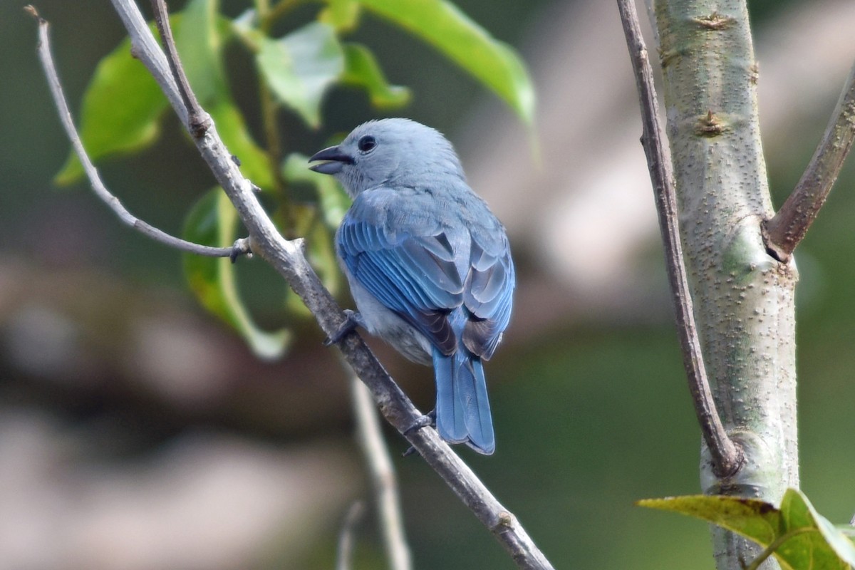 Blue-gray Tanager - ML139349401