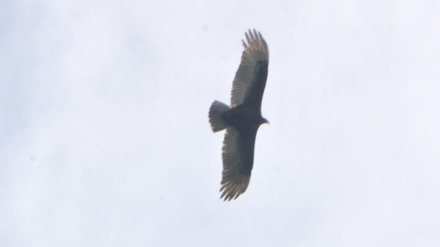 Turkey Vulture - ML139350571