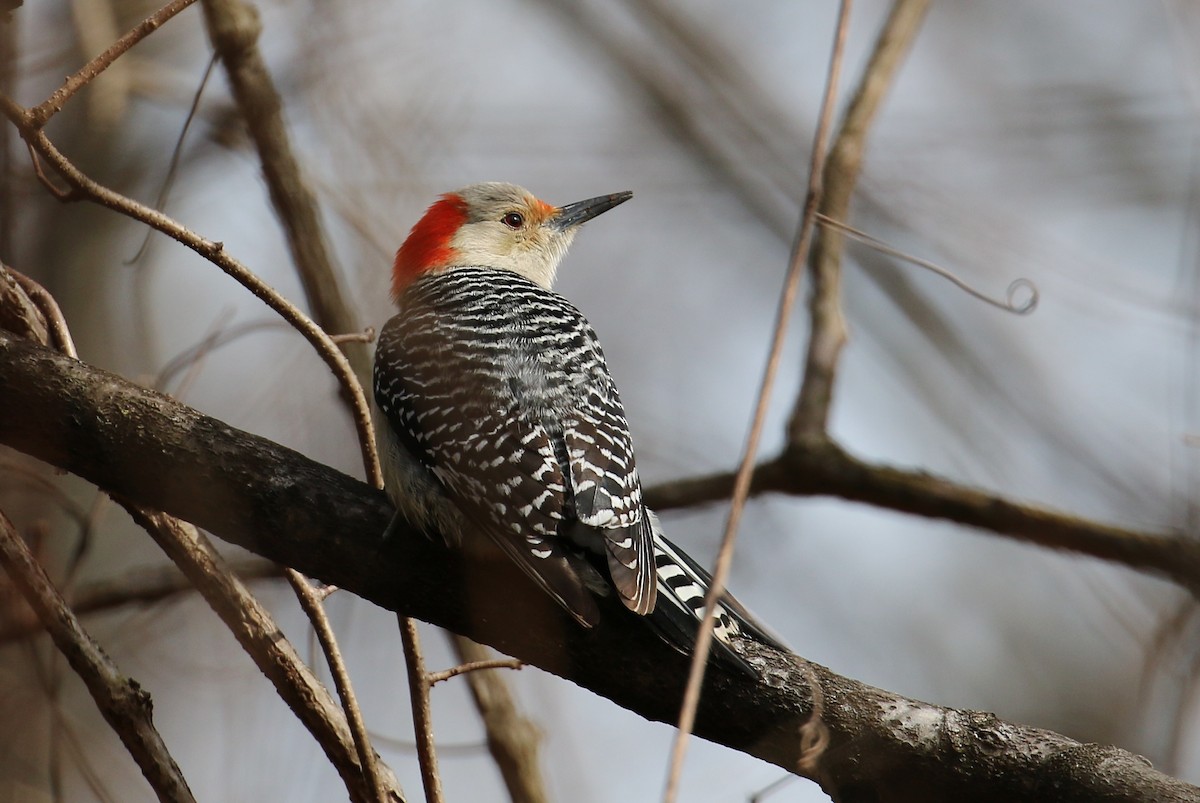 Red-bellied Woodpecker - Suzanne O'Rourke