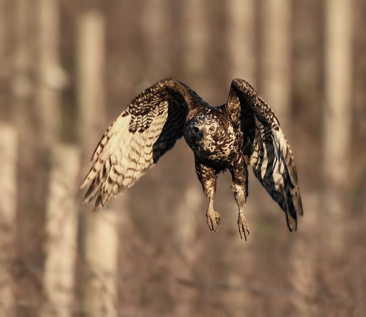 Red-tailed Hawk (Harlan's) - ML139351901