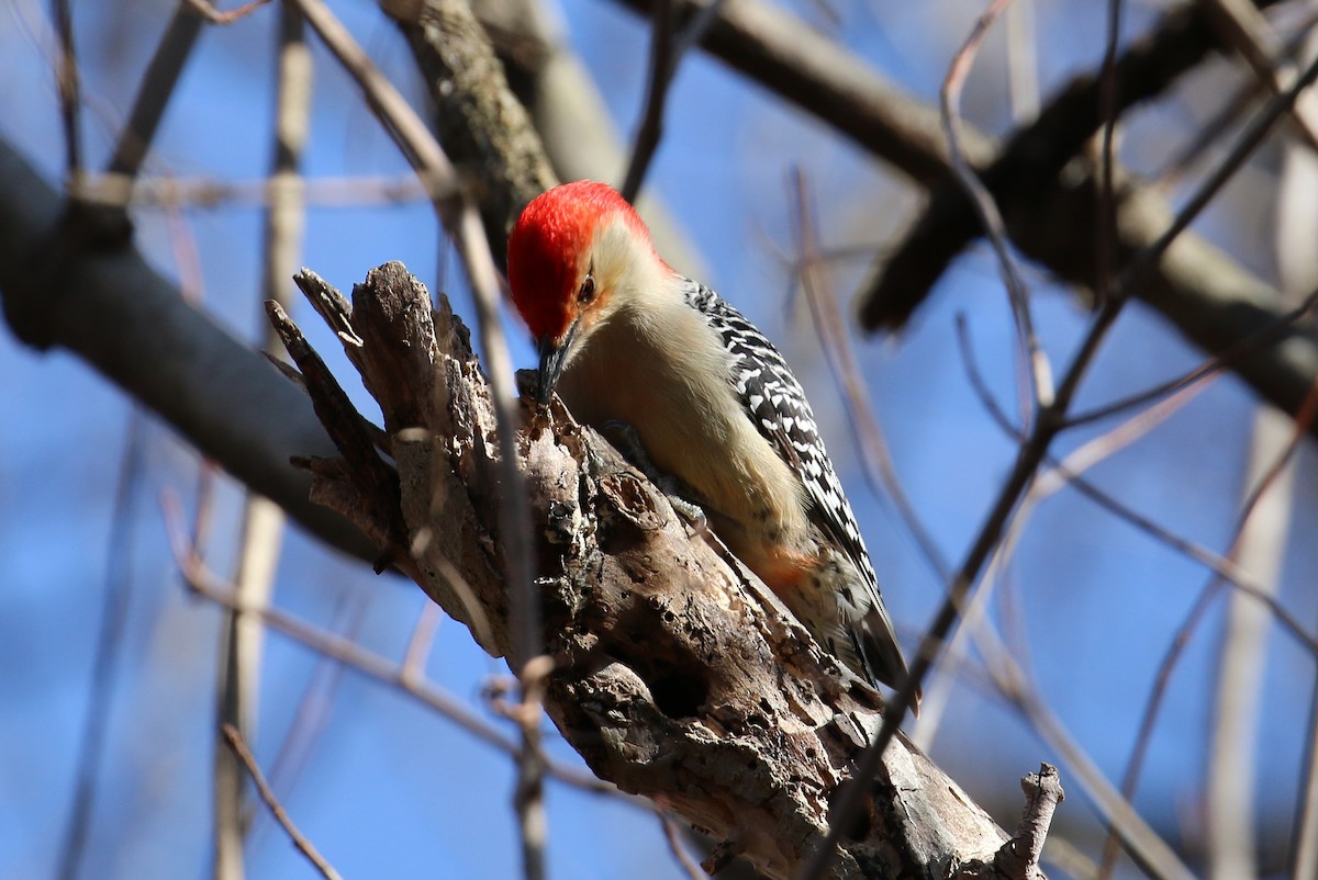Red-bellied Woodpecker - Suzanne O'Rourke