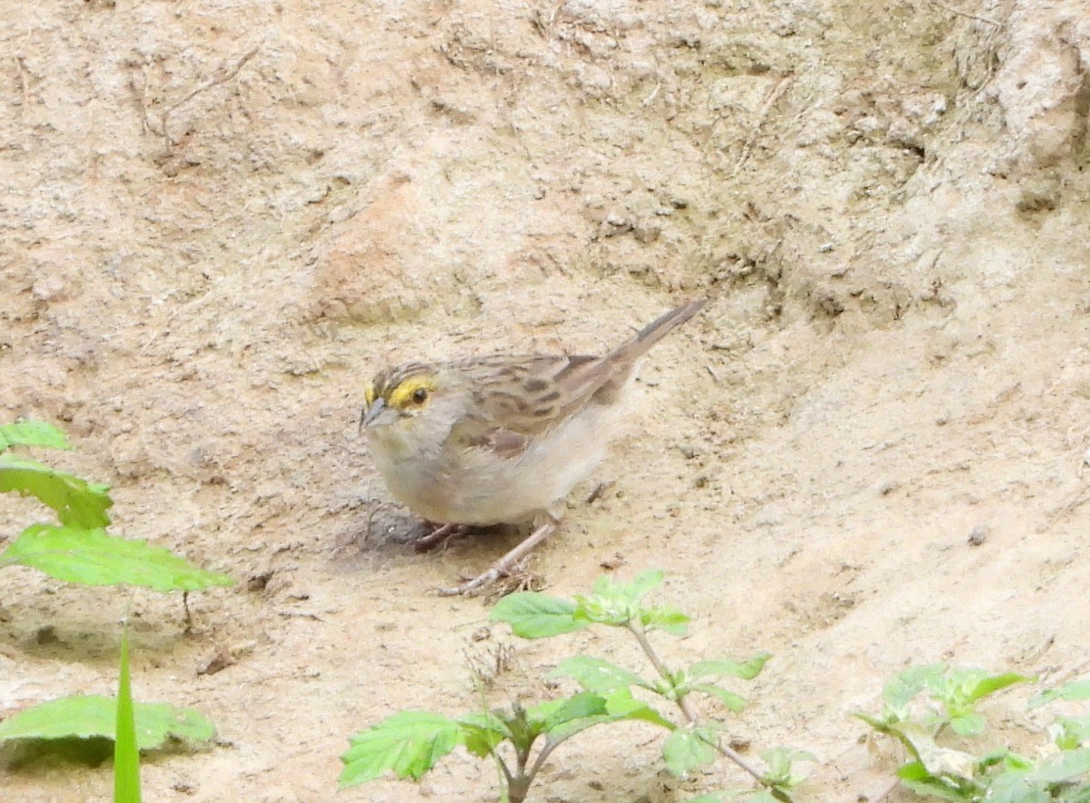 Yellow-browed Sparrow - ML139352511
