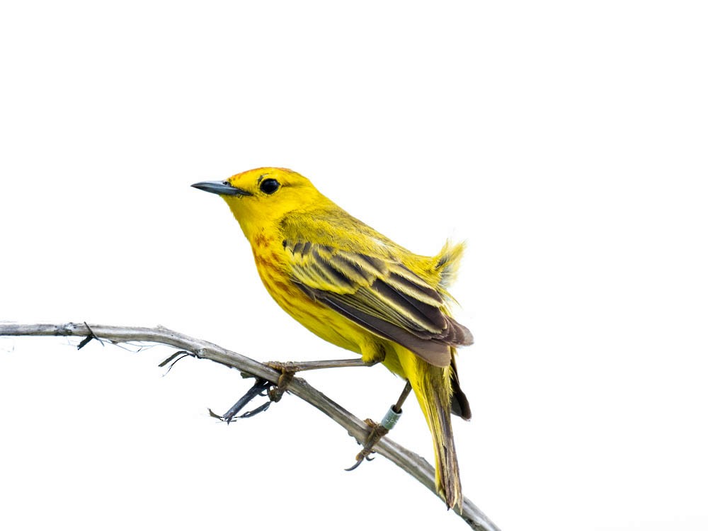 Yellow Warbler - ML139352751