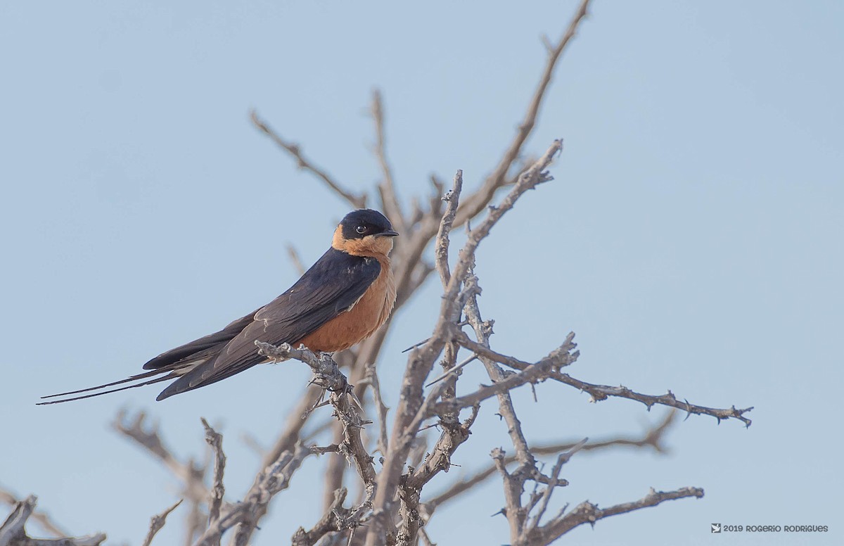 Rufous-chested Swallow - Rogério Rodrigues
