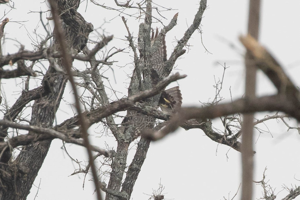 Red-tailed Hawk (Harlan's) - ML139353891