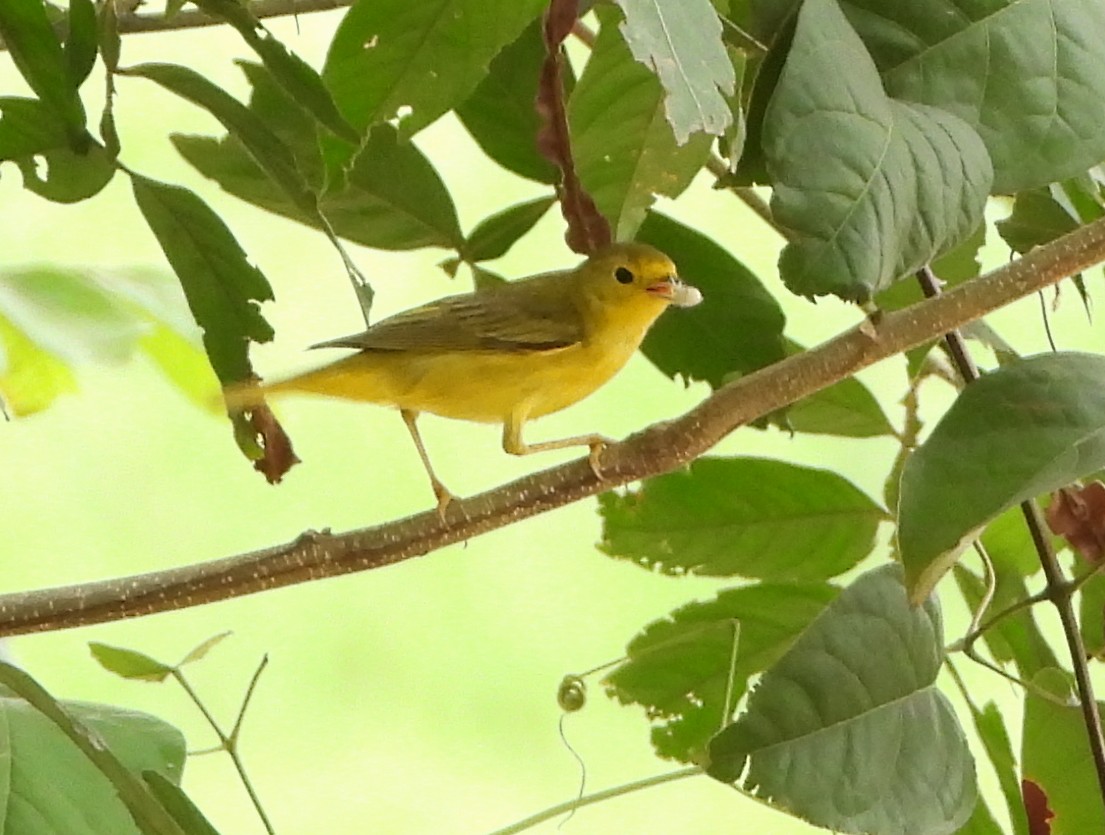 Yellow Warbler (Northern) - Lauri Taylor