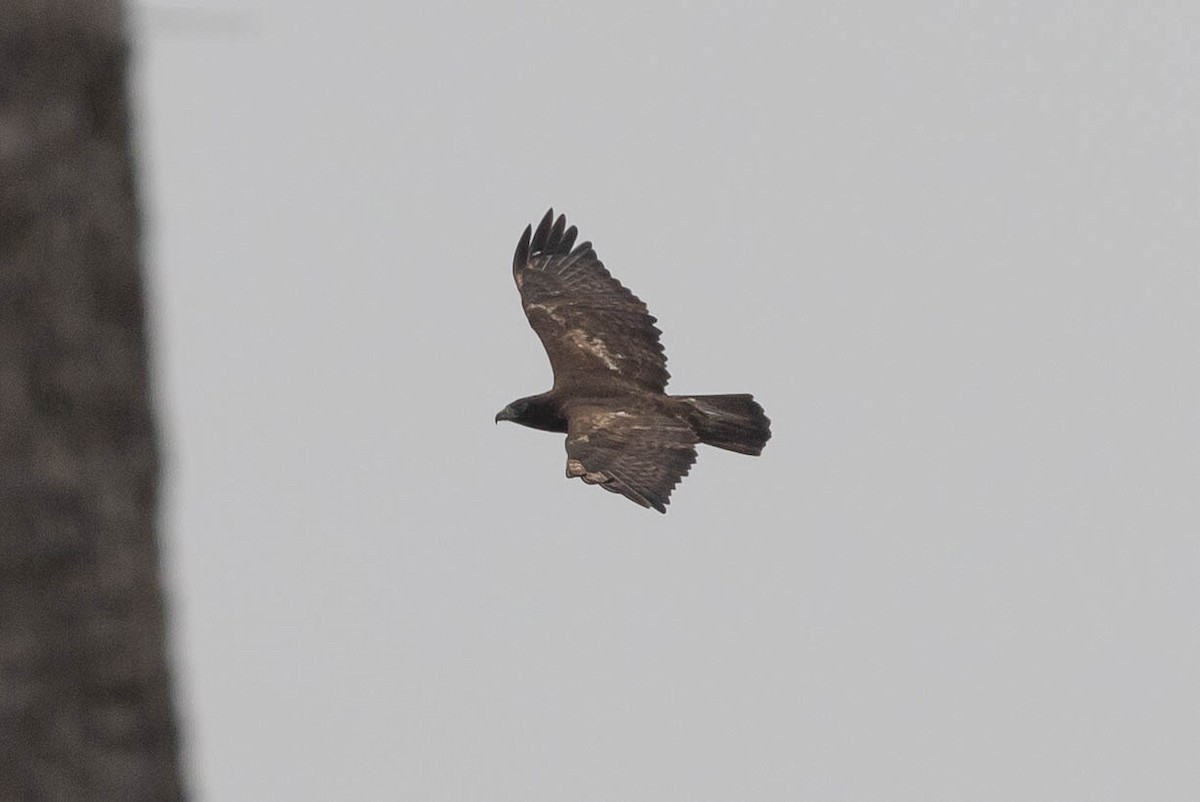 Red-tailed Hawk (Harlan's) - ML139353931