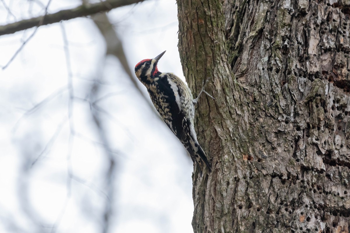 Yellow-bellied Sapsucker - Lee Wallace