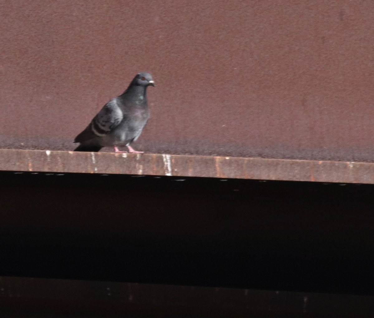 Rock Pigeon (Feral Pigeon) - Steve Lauermann