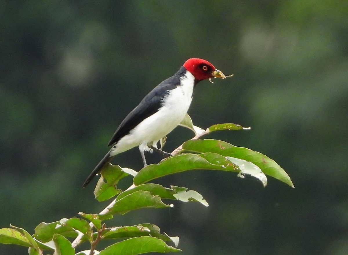 Red-capped Cardinal - ML139355351