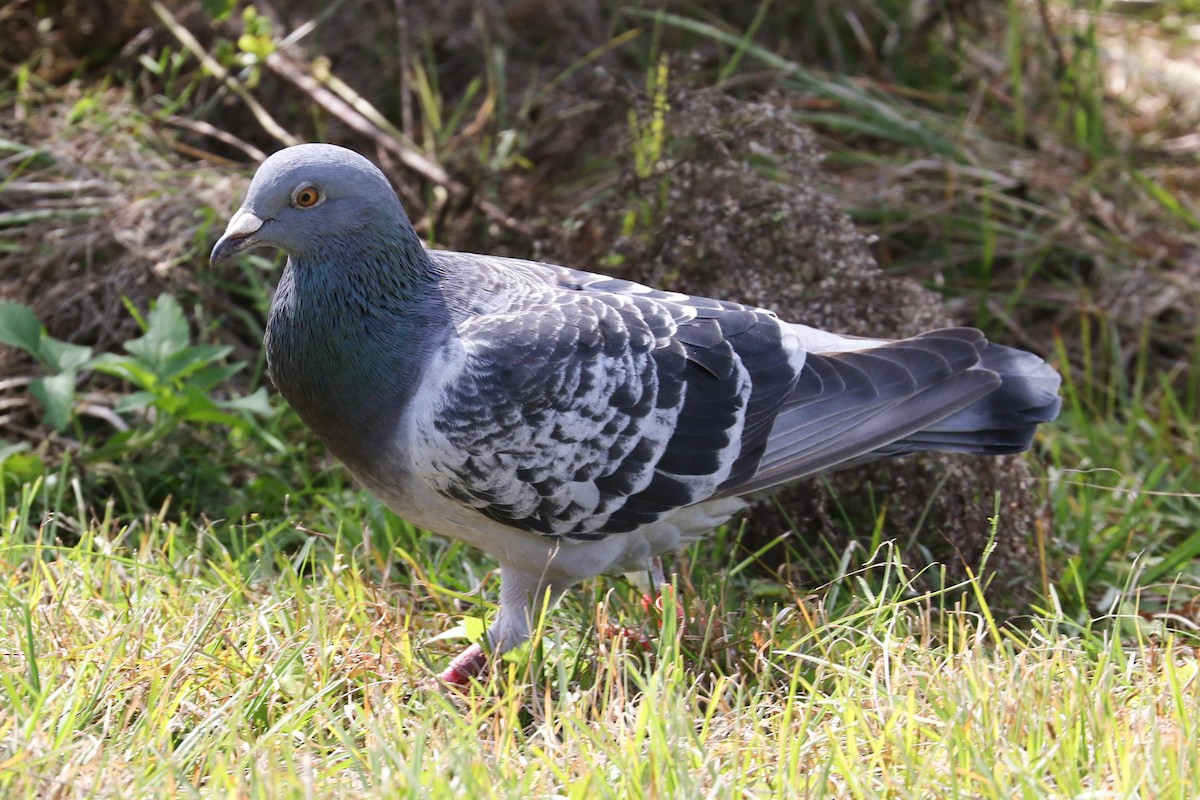 Rock Pigeon (Feral Pigeon) - Trina Anderson