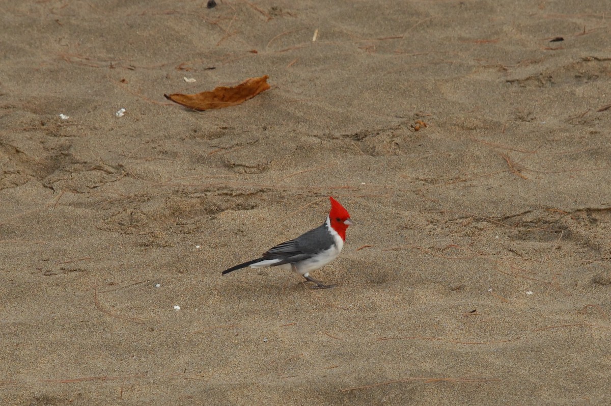 Red-crested Cardinal - ML139359731