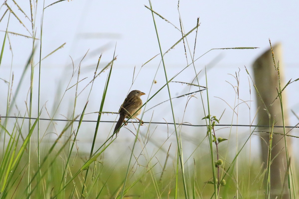 Wedge-tailed Grass-Finch - John Deitsch