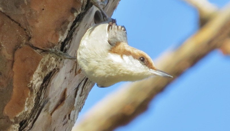 Brown-headed Nuthatch - ML139363051