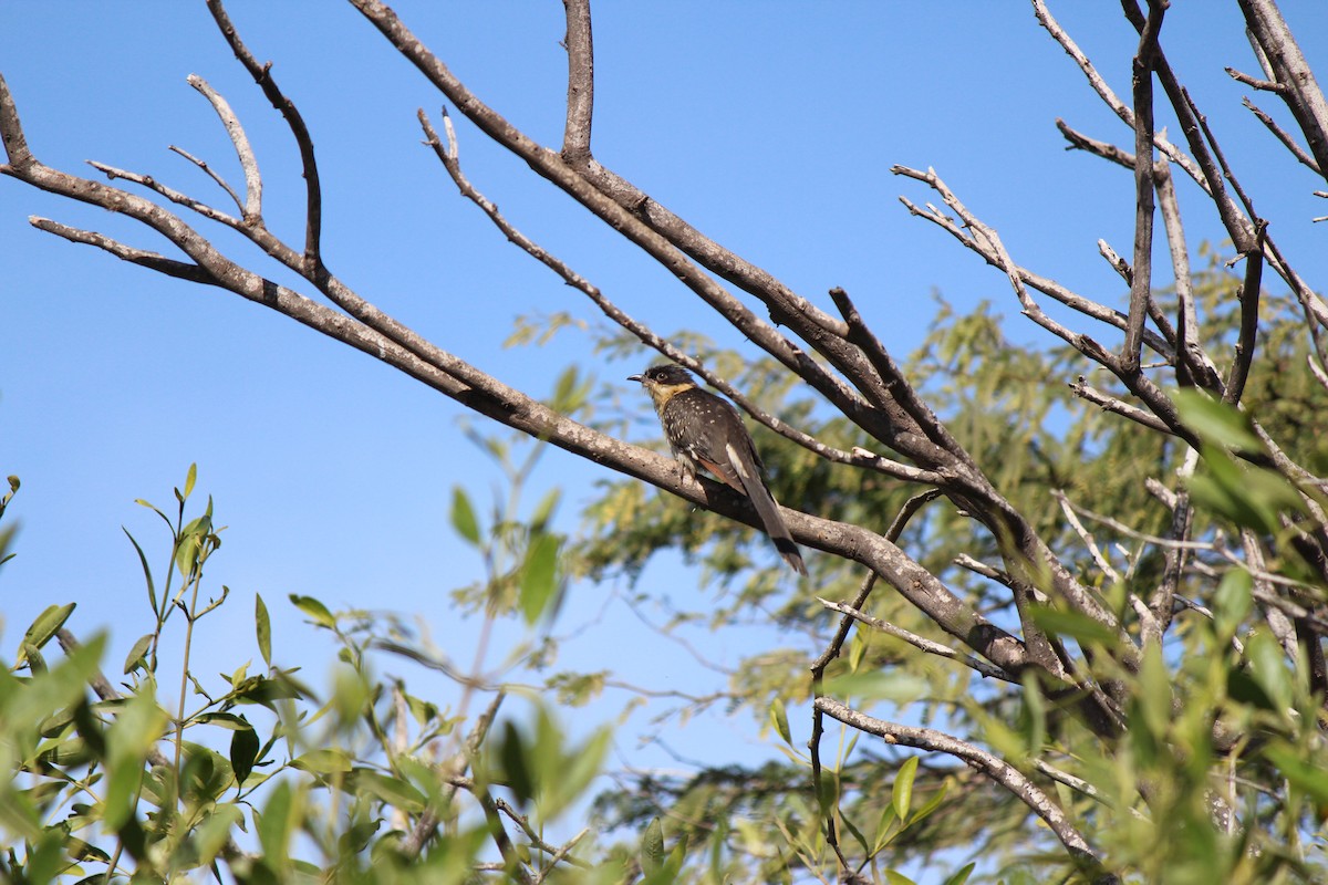 Great Spotted Cuckoo - ML139364441