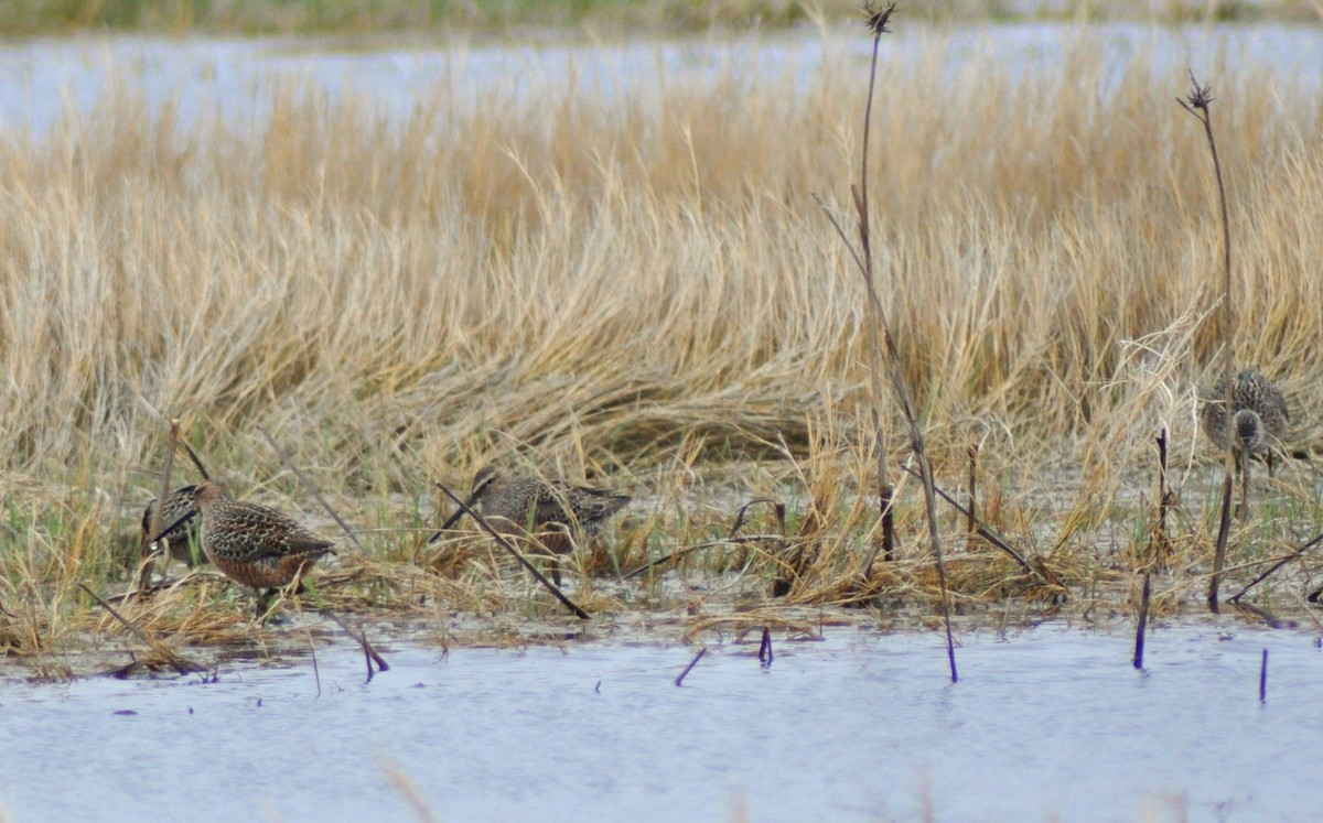 Long-billed Dowitcher - ML139365661