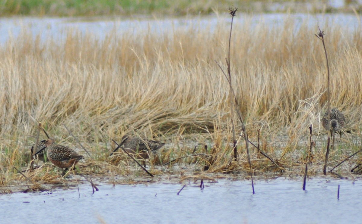 Long-billed Dowitcher - ML139365671