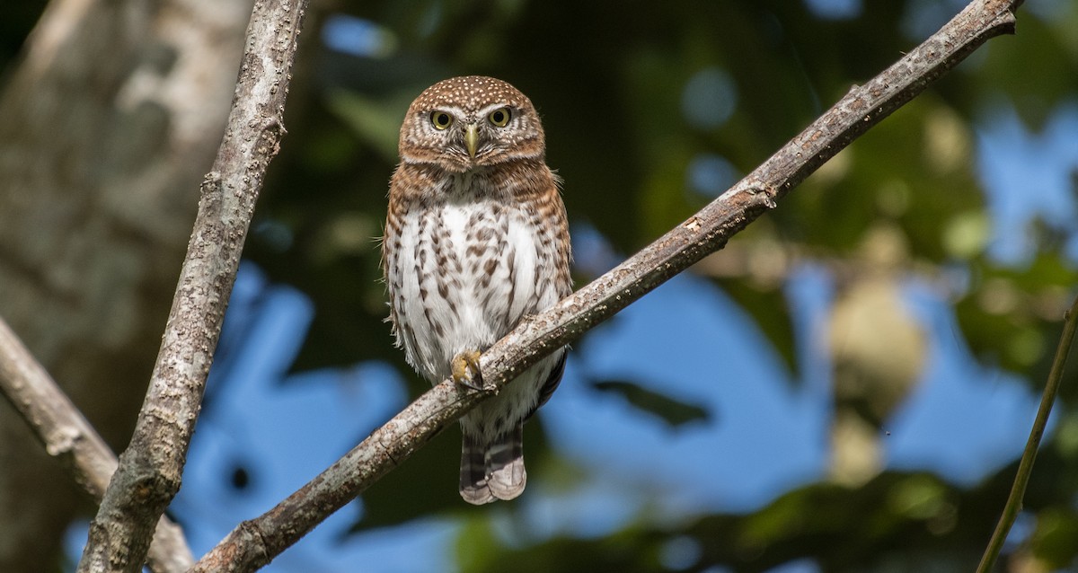 Cuban Pygmy-Owl - ML139365941