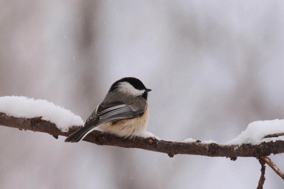 Black-capped Chickadee - Andy Bankert
