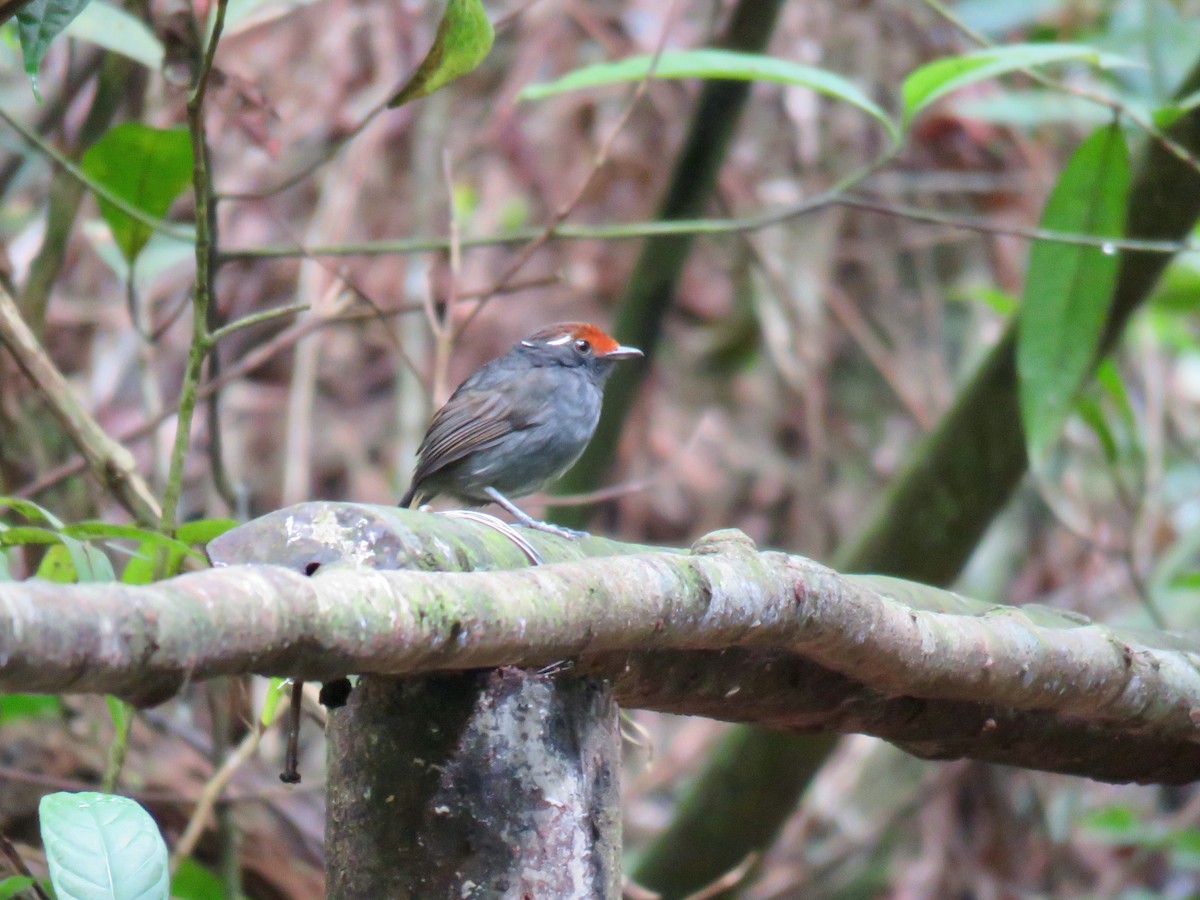 Chestnut-crowned Gnateater - ML139370661