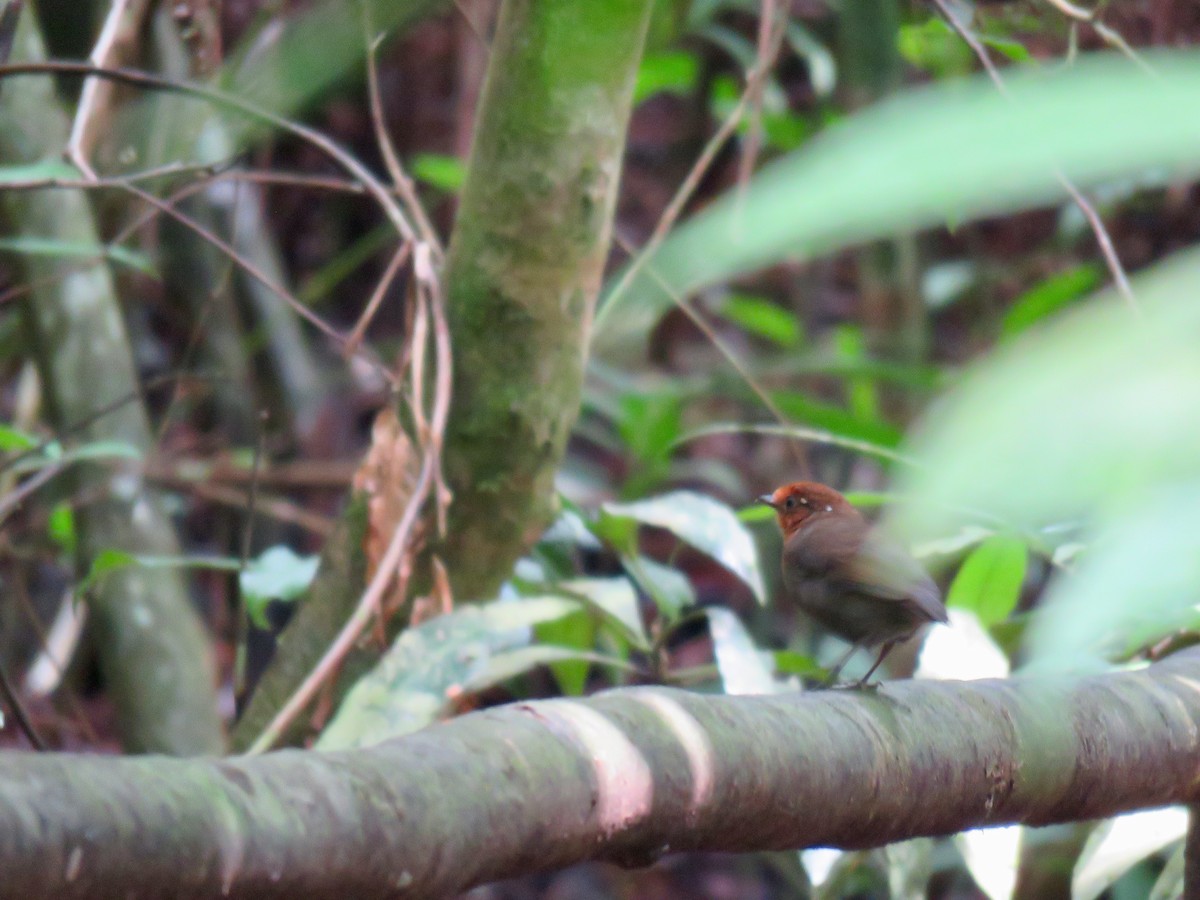 Chestnut-crowned Gnateater - ML139370741