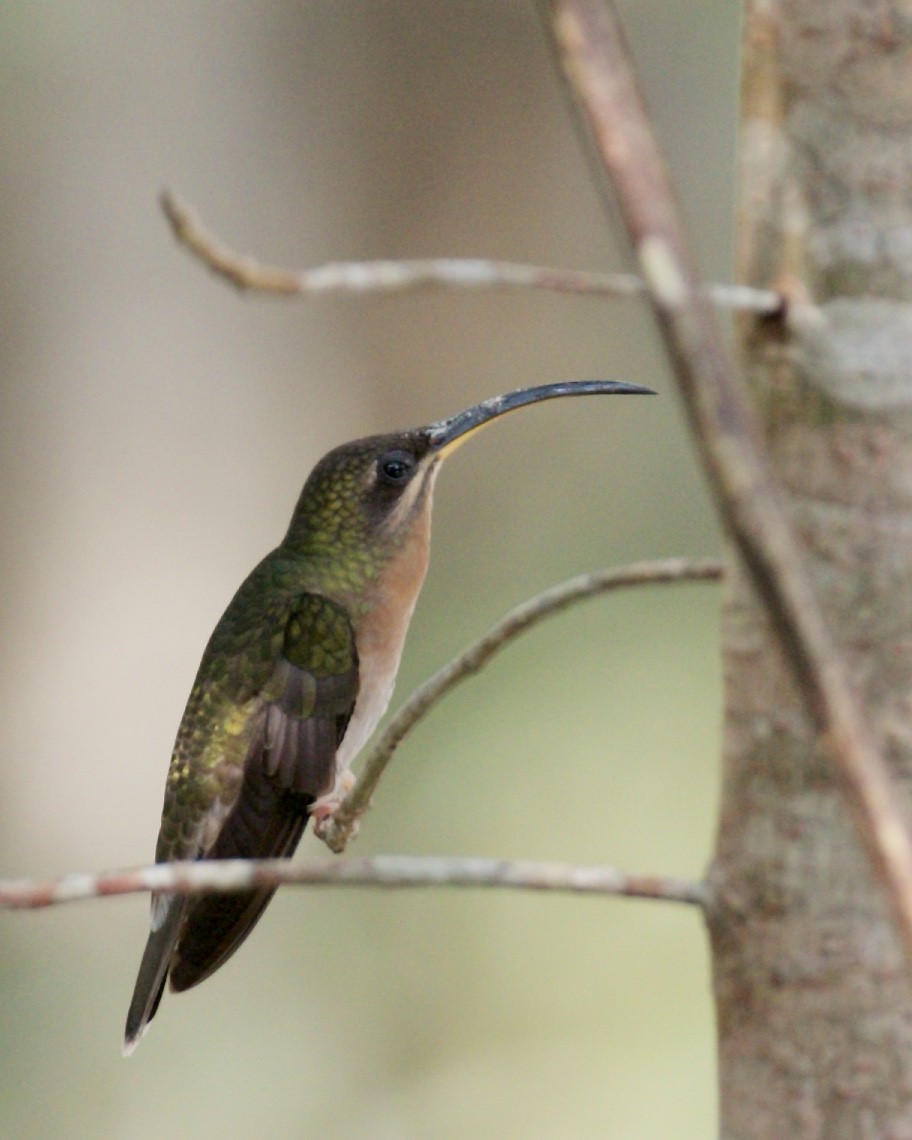 Rufous-breasted Hermit - ML139374131